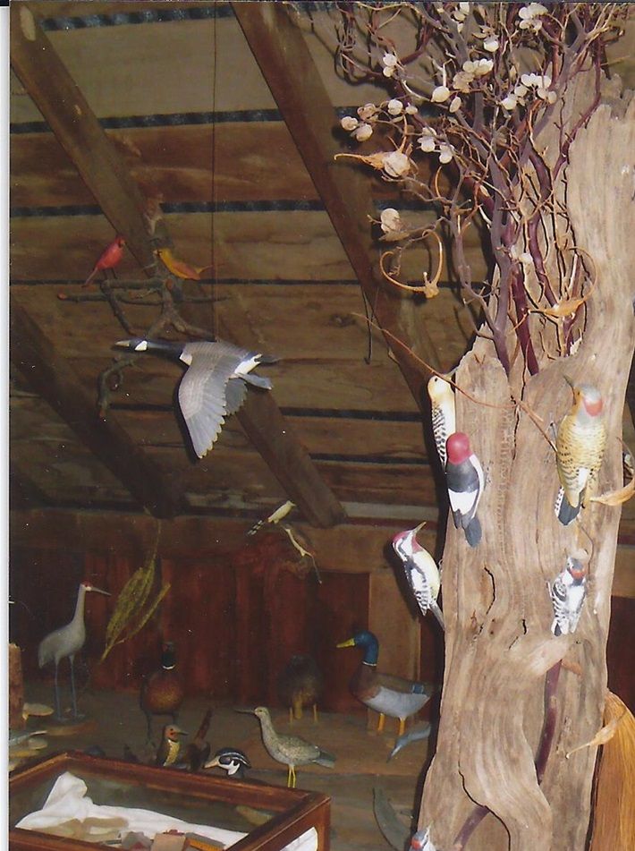 woodpecker tree in Wilding Museum