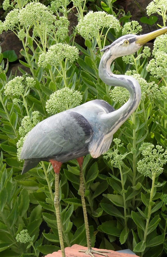 Great Blue Heron